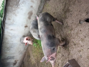 Porc petrean 