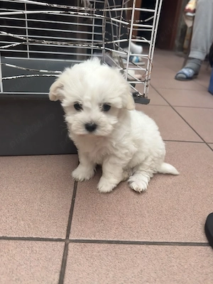 câini bichon maltez - imagine 3