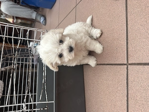 câini bichon maltez