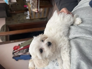 câini bichon maltez - imagine 2