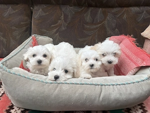 câini bichon maltez - imagine 5
