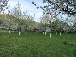 Vând teren în Zlatna 
