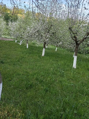 Vând teren în Zlatna  - imagine 4
