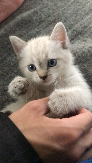 Ragdoll jucauss