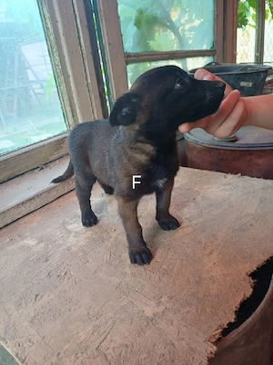 Catei Ciobanesc Belgian Malinois