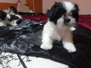 Shih-tzu, cadouri cu suflet! - imagine 3