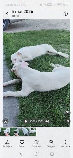 Dog Argentinian Mascul și Femelă 8 luni 