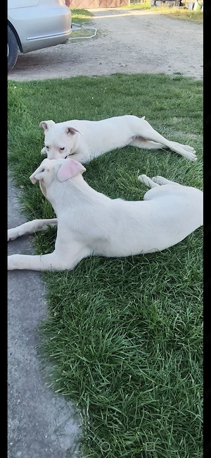 Dog Argentinian Mascul și Femelă 8 luni  - imagine 2