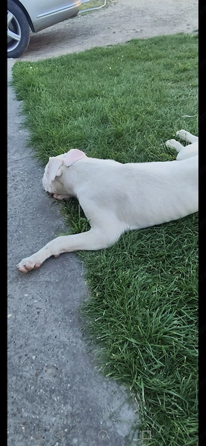 Dog Argentinian Mascul și Femelă 8 luni  - imagine 3