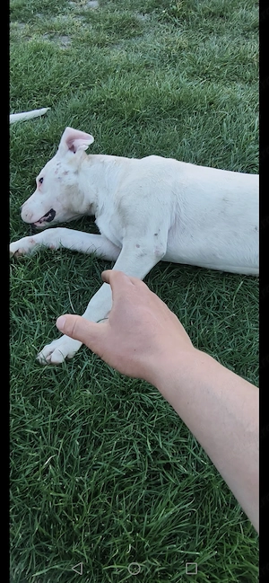 Dog Argentinian Mascul și Femelă 8 luni  - imagine 4