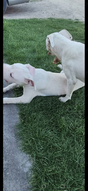 Dog Argentinian Mascul și Femelă 8 luni  - imagine 5