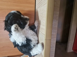 Disponibili puiuți bichoni  - imagine 3