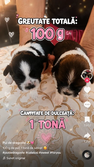 Shih-tzu își caută căsuța!