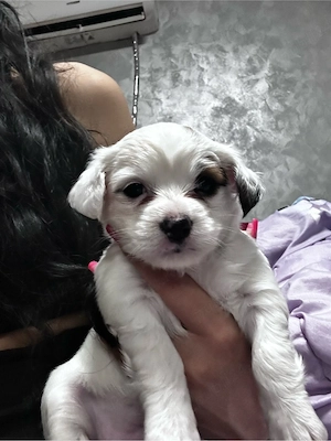 vand bichon maltez