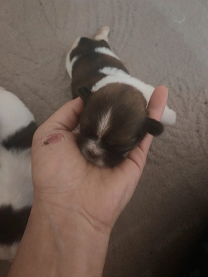 Shih-tzu își caută căsuța! - imagine 2