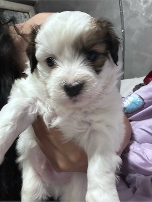 vand catelus bichon maltez 