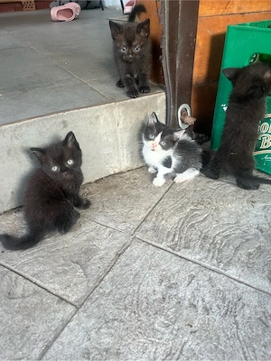 Pisici donatie Craiova