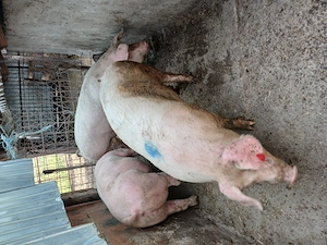 Porci mari , porci pentru rotisor  - imagine 2