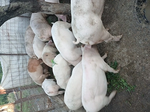 Porci mari , porci pentru rotisor  - imagine 4