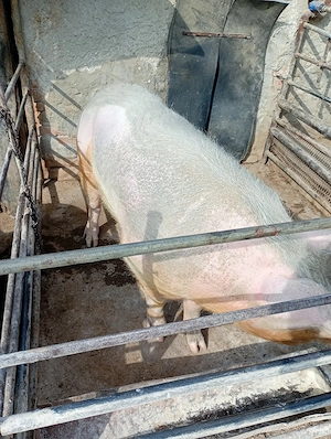 De vanzare porci  - imagine 5