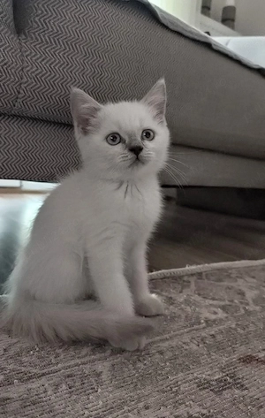 British Shorthair White Tabby  - imagine 2