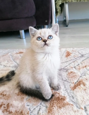 British Shorthair White Tabby 