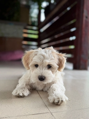 Bichon maltez, baiat 8 saptamani, vaccinat si deparazitari efectuate