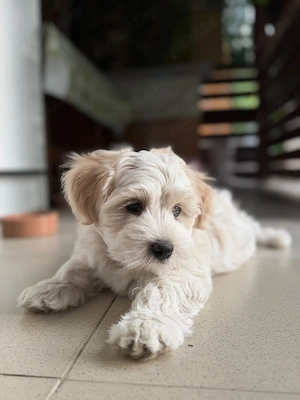 Bichon maltez, baiat 8 saptamani, vaccinat si deparazitari efectuate - imagine 2