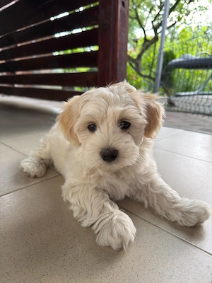 Bichon maltez, baiat 8 saptamani, vaccinat si deparazitari efectuate - imagine 3
