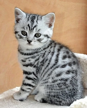 British Shorthair Silver Tabby 