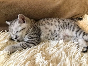 British Shorthair Silver Tabby  - imagine 3