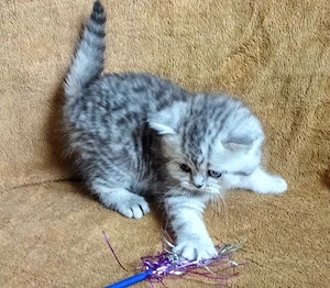 British Shorthair Silver Tabby 