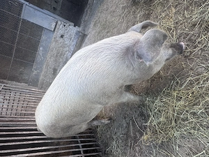 Porci 50-90 kg - Crescuți la curte  - imagine 2