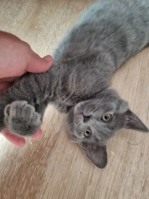 Puiuti British Shorthair - imagine 5