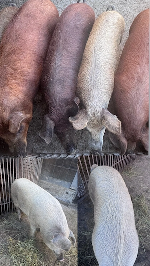 Porci 50-90 kg - Crescuți la curte 