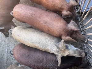 Porci 50-90 kg - Crescuți la curte  - imagine 3