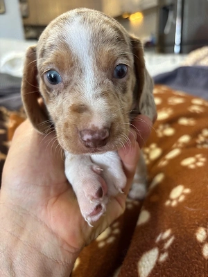 Teckel  dachshunt  - imagine 3