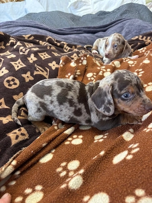 Teckel  dachshunt  - imagine 4