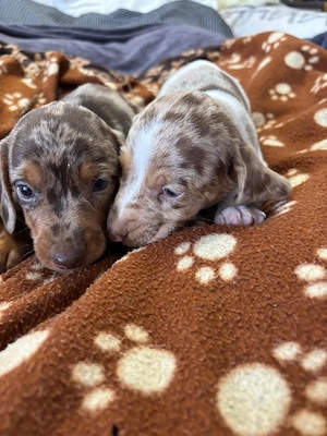 Teckel  dachshunt 