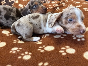 Teckel  dachshunt 