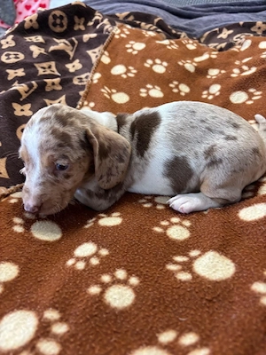 Teckel  dachshunt  - imagine 5