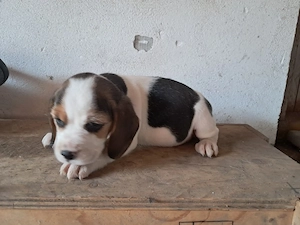 Beagle  cu carnet - imagine 4