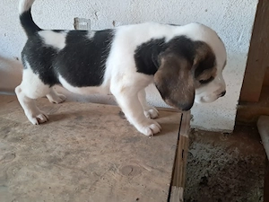 Beagle  cu carnet