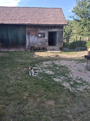 Vand pui beagle  - imagine 2