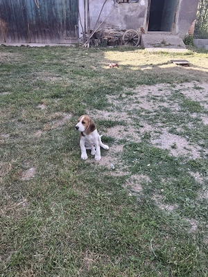 Vand pui beagle  - imagine 4