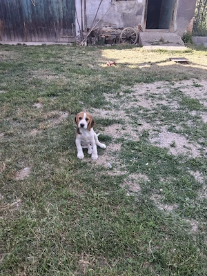 Vand pui beagle  - imagine 5