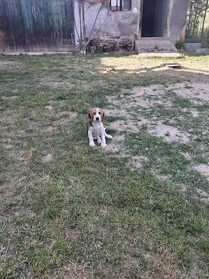 Vand pui beagle  - imagine 3