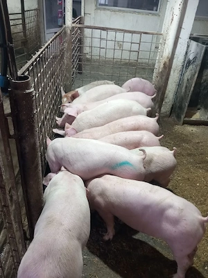 Porci si purcei de vanzare - imagine 3