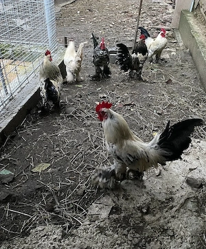 Vând cocoși Mii de Flori+puișori