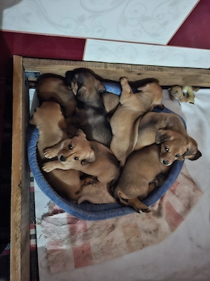 Vand caței Teckel rasă pură